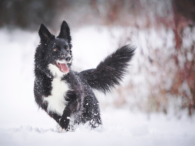 5 Mythen über die Tierpflege im Winter