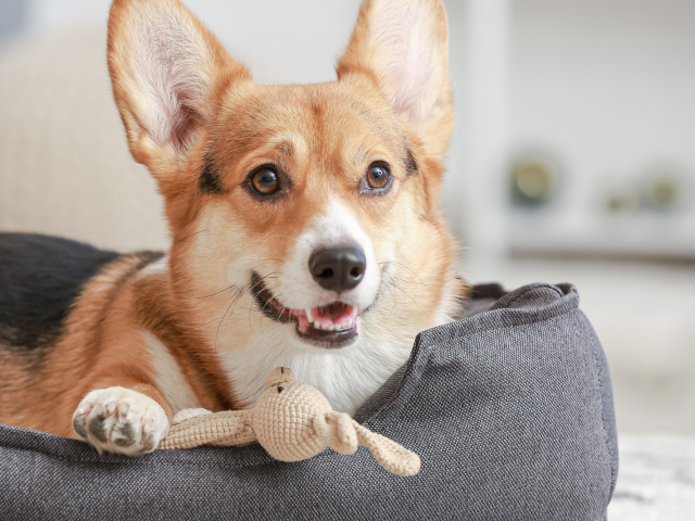 Wie wählt man das ideale Hundebett aus: Praktische Tipps von HobbyDog