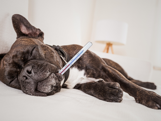 Orthopädische Hundebetten: Warum sie die richtige Wahl sind?