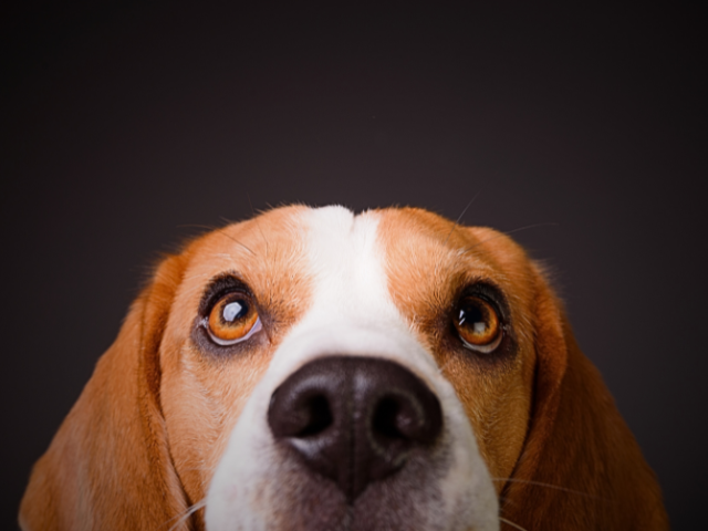 Beagle - informacje o rasie