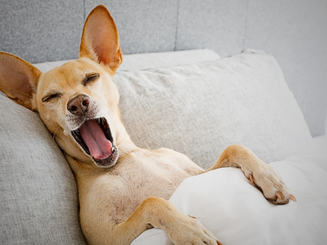 Wie man einen Hund beibringt, in seinem Bett zu schlafen?